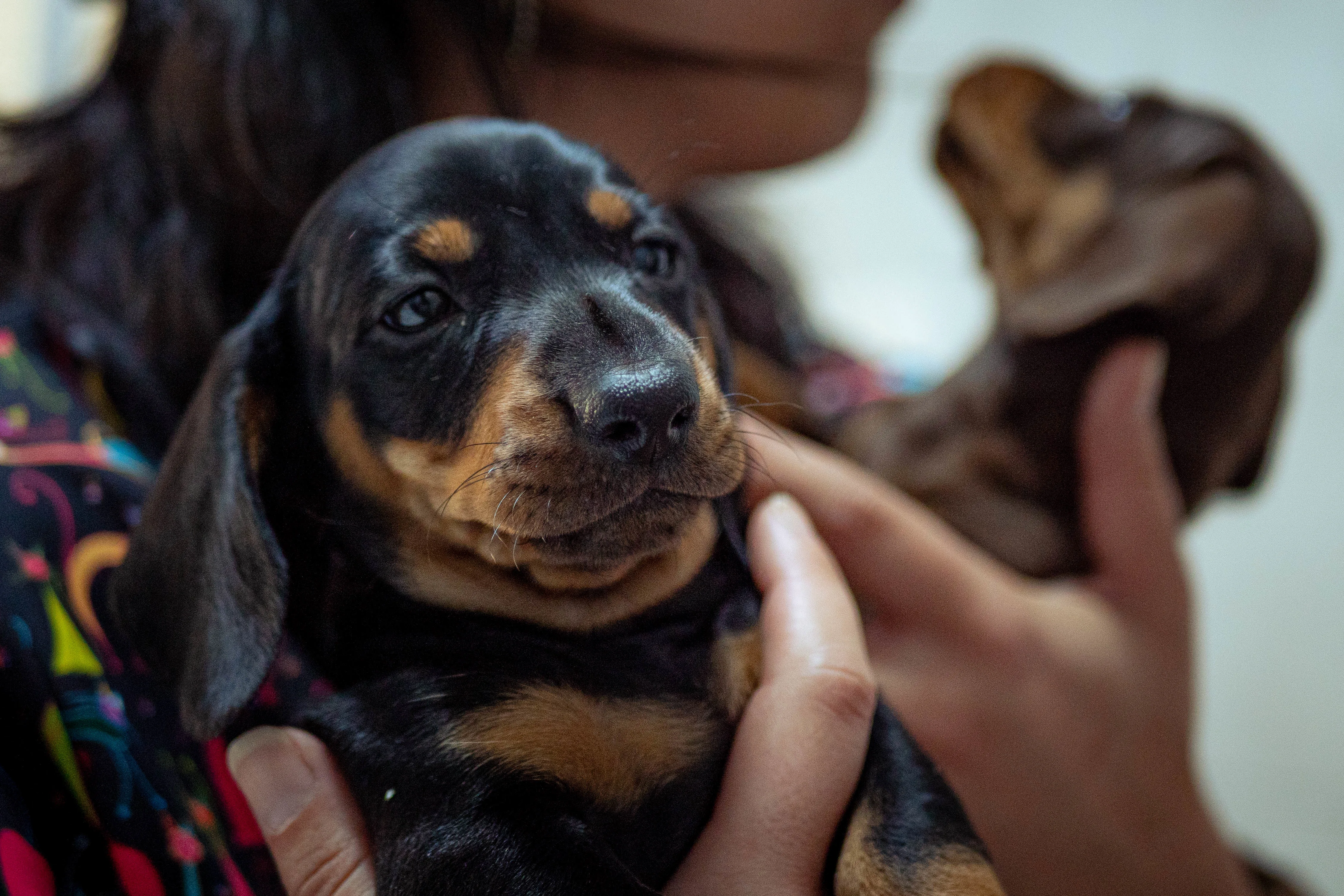 Clínica Veterinaria Las Canteras